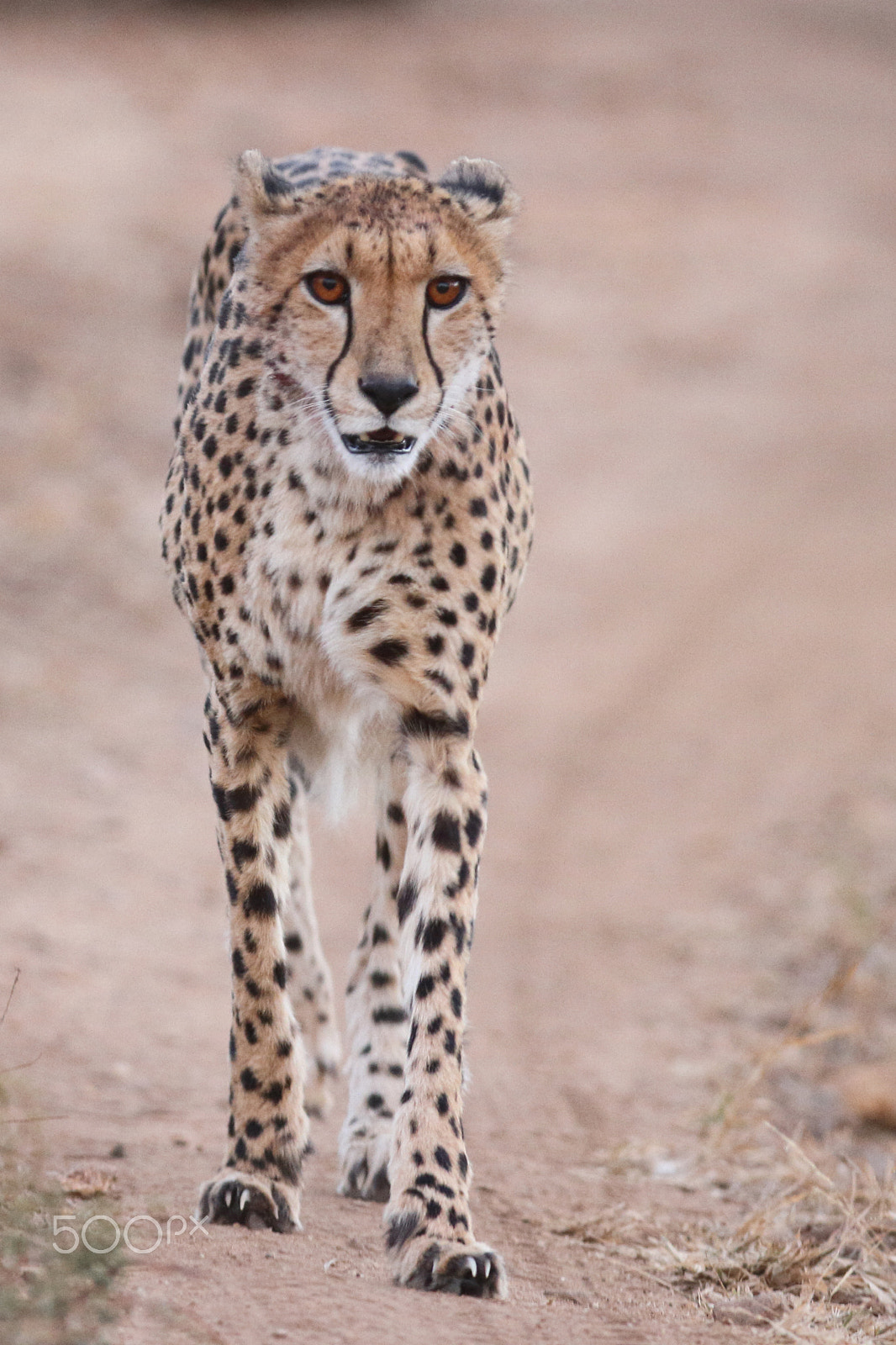 Canon EF 300mm F2.8L IS USM sample photo. Cheetah walking down the path photography