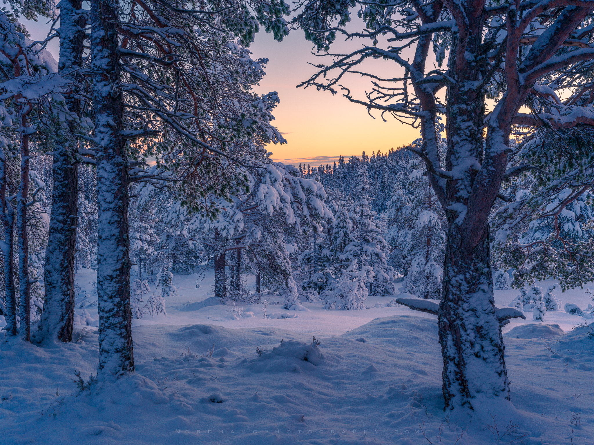 Winter Forest Radiating Serenity and Tranquility | landscape photo