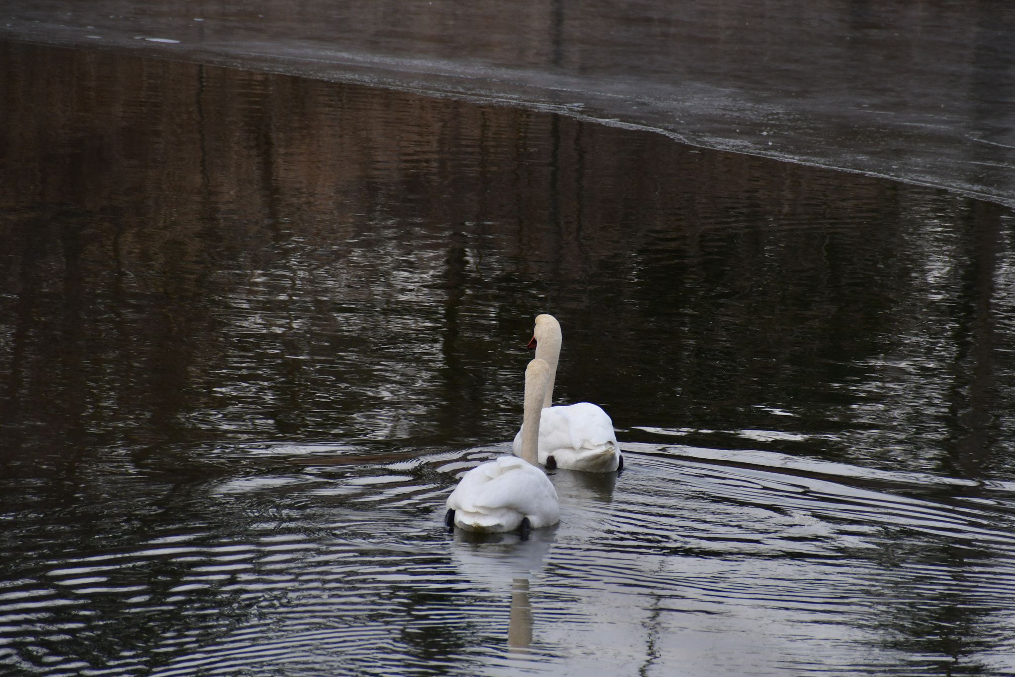 High angle view of swan gliding peacefully on a river