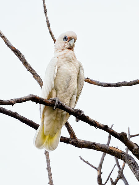 Little Corella by Paul Amyes on 500px.com