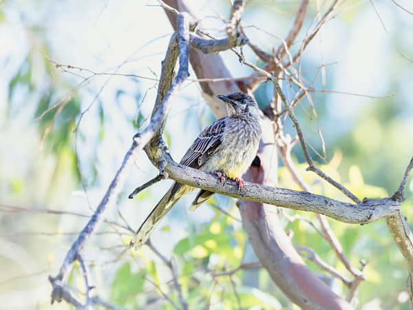 Djangkang by Paul Amyes on 500px.com