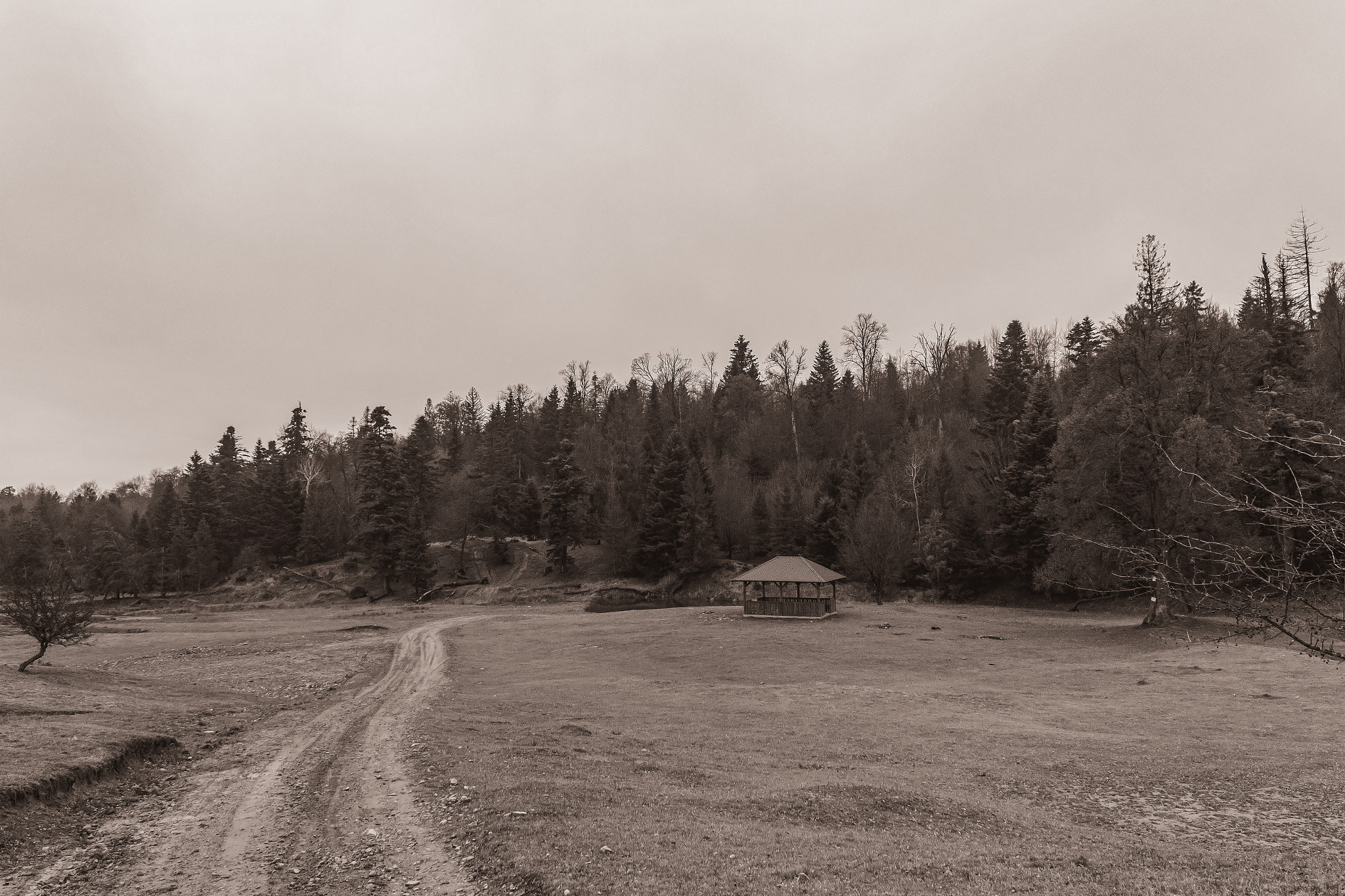 Landscapes, Forest, Carpathians, Photos of nature -Black and white photos, monochrome photos - Europ: Landscapes, Forest, Carpathians, Photos of nature -Black and white photos, monochrome photos - Eastern Europe