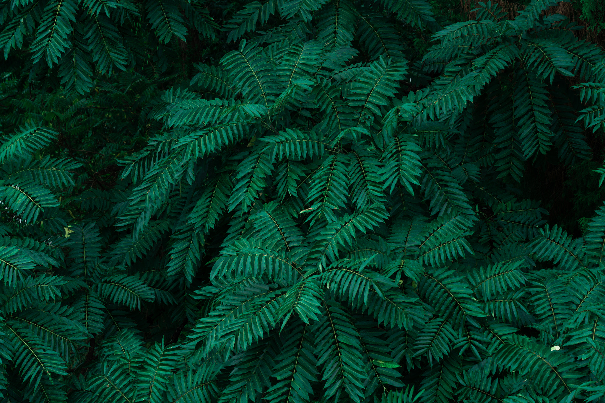 Full frame shot of pine tree