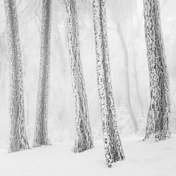 Frosted Trees in Winter Forest Evoking Cold Solitude | landscape photo ...