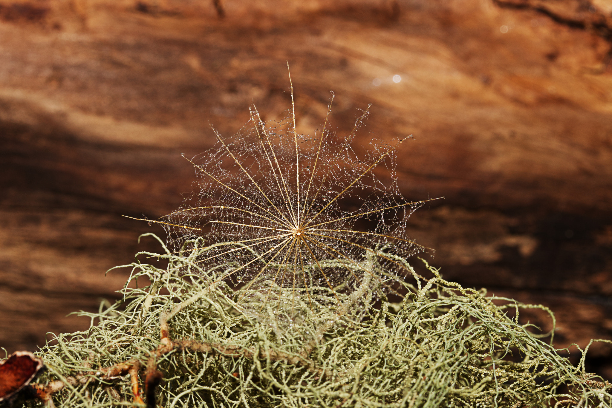 Intricate Moss on Wood Symbolizing Nature's Enduring Cycle | nature ...