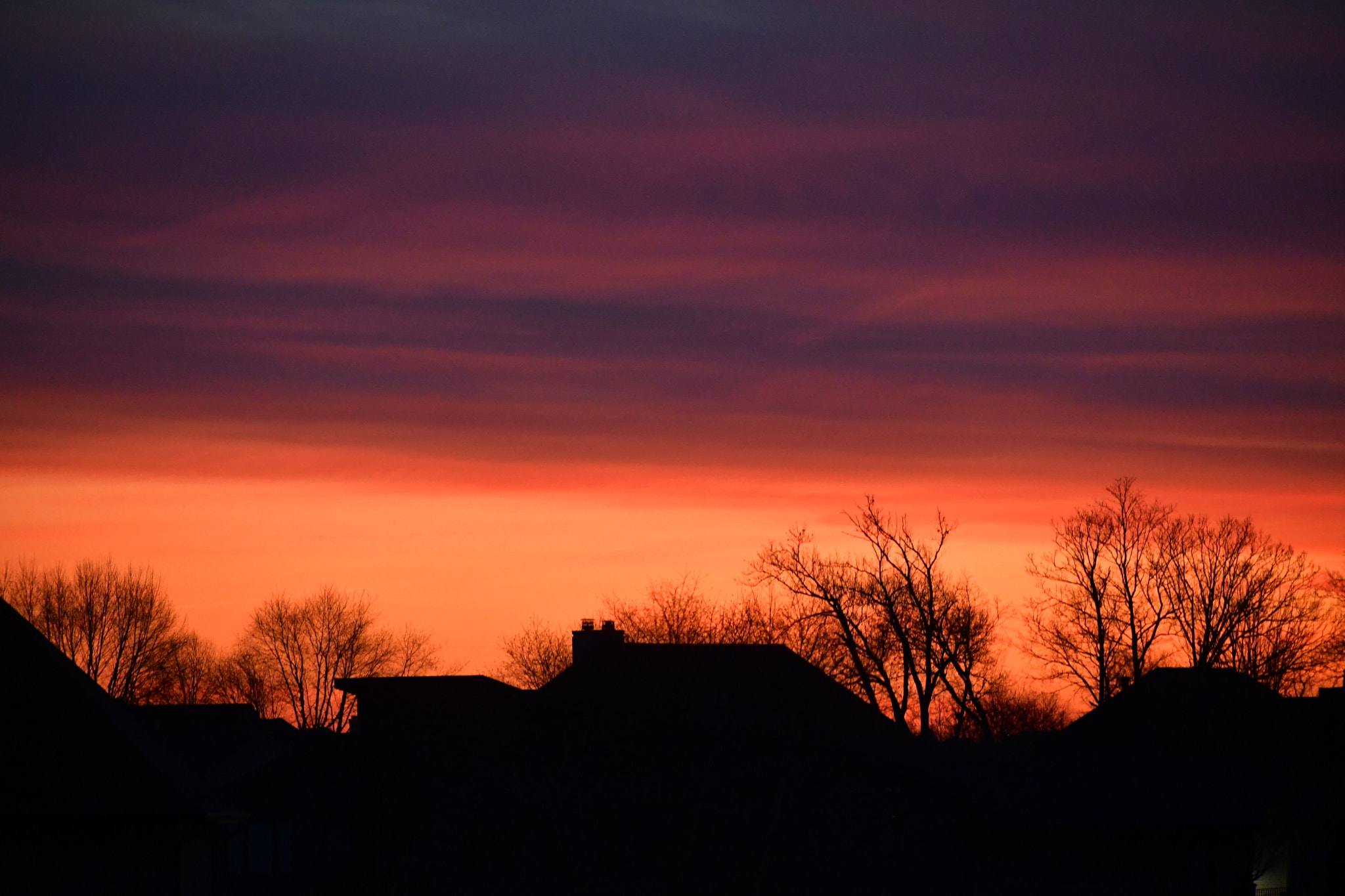 Silhouette trees and the Neighborhood Bathed on Dawn”s Early Coral Sunrise