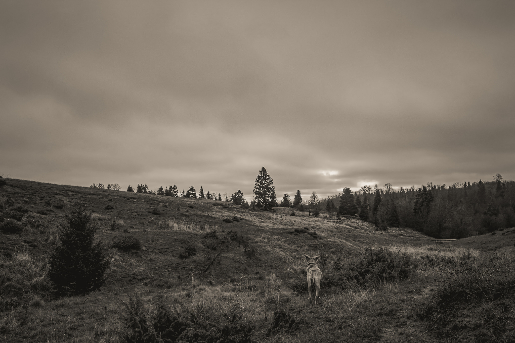 Animals, Nature, Domestic animals-Black and white photos, monochrome photos - Еurope, Eastern Europe