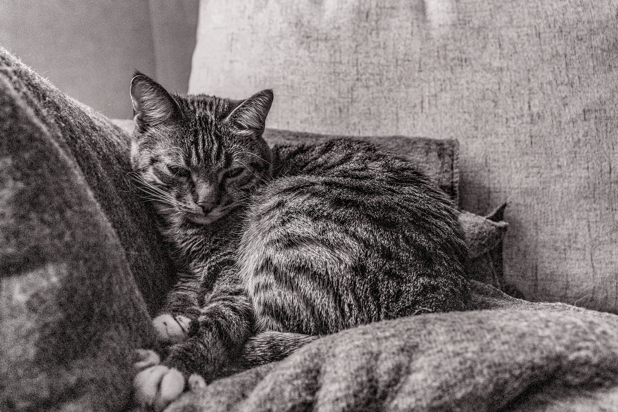 Animals, Nature, Domestic animals-Black and white photos, monochrome photos - Еurope, Eastern Europe