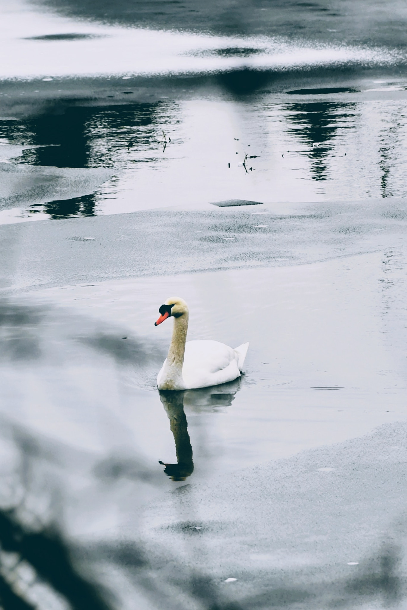 High angle view of Swan on a frozen lake