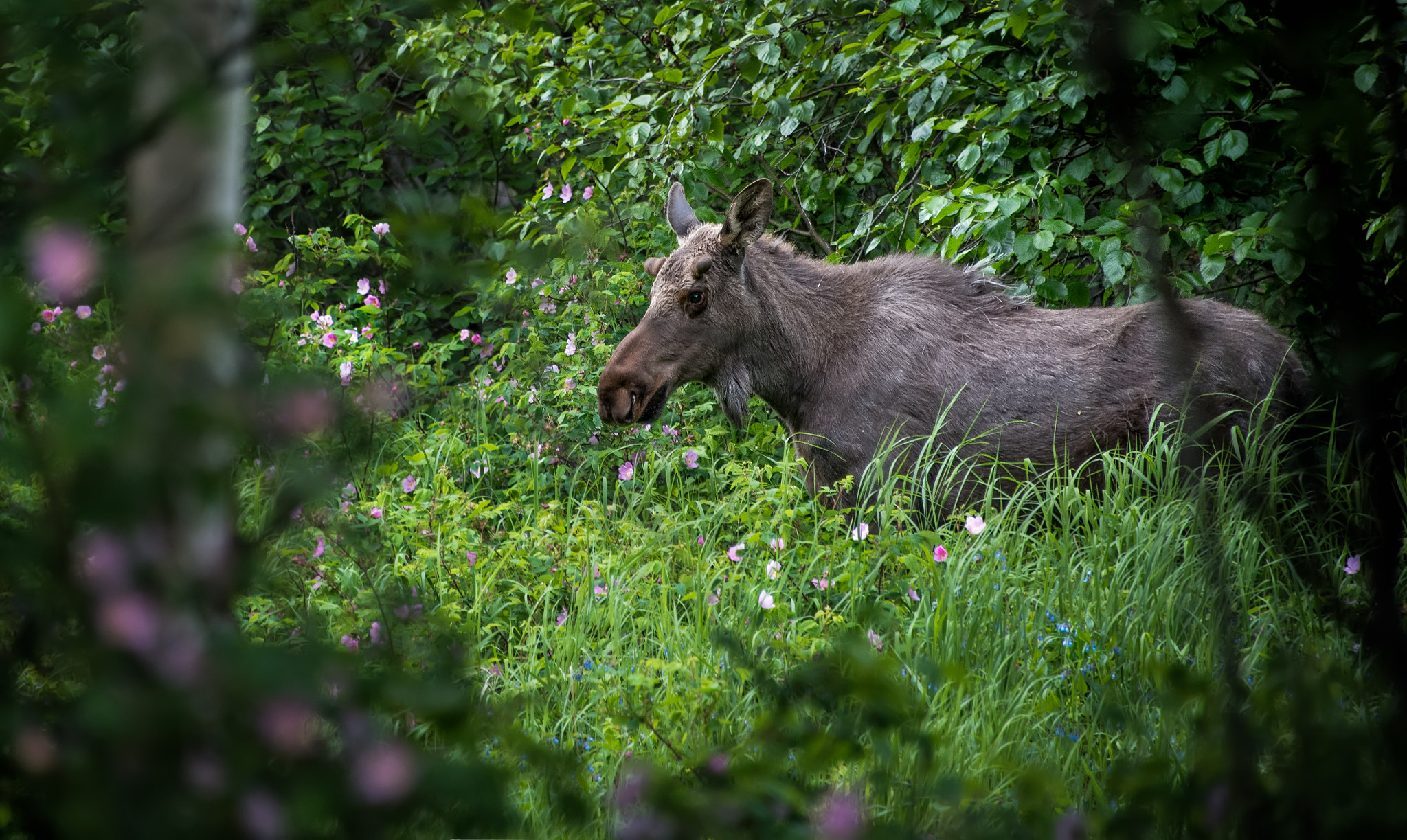 Palmer Alaska Moose