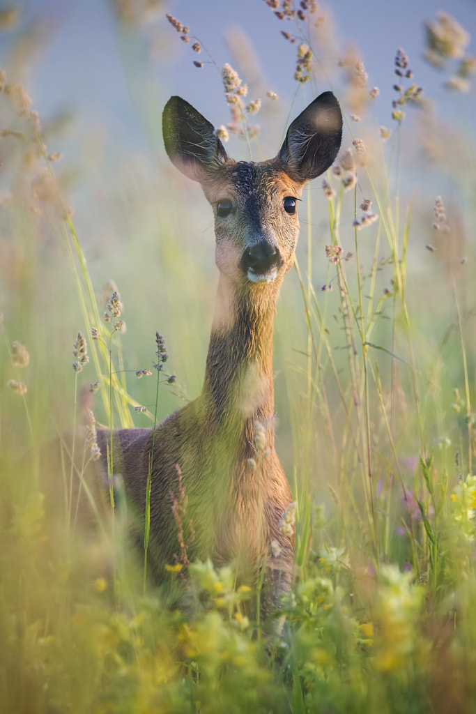 The Fairy of bent grass by Laimonas Ciūnys on 500px.com