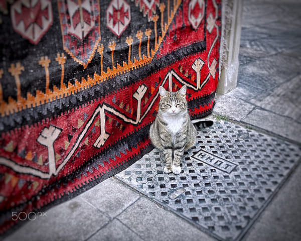 Baku's Feline Ambassador by Aliaksei Saskevich on 500px.com