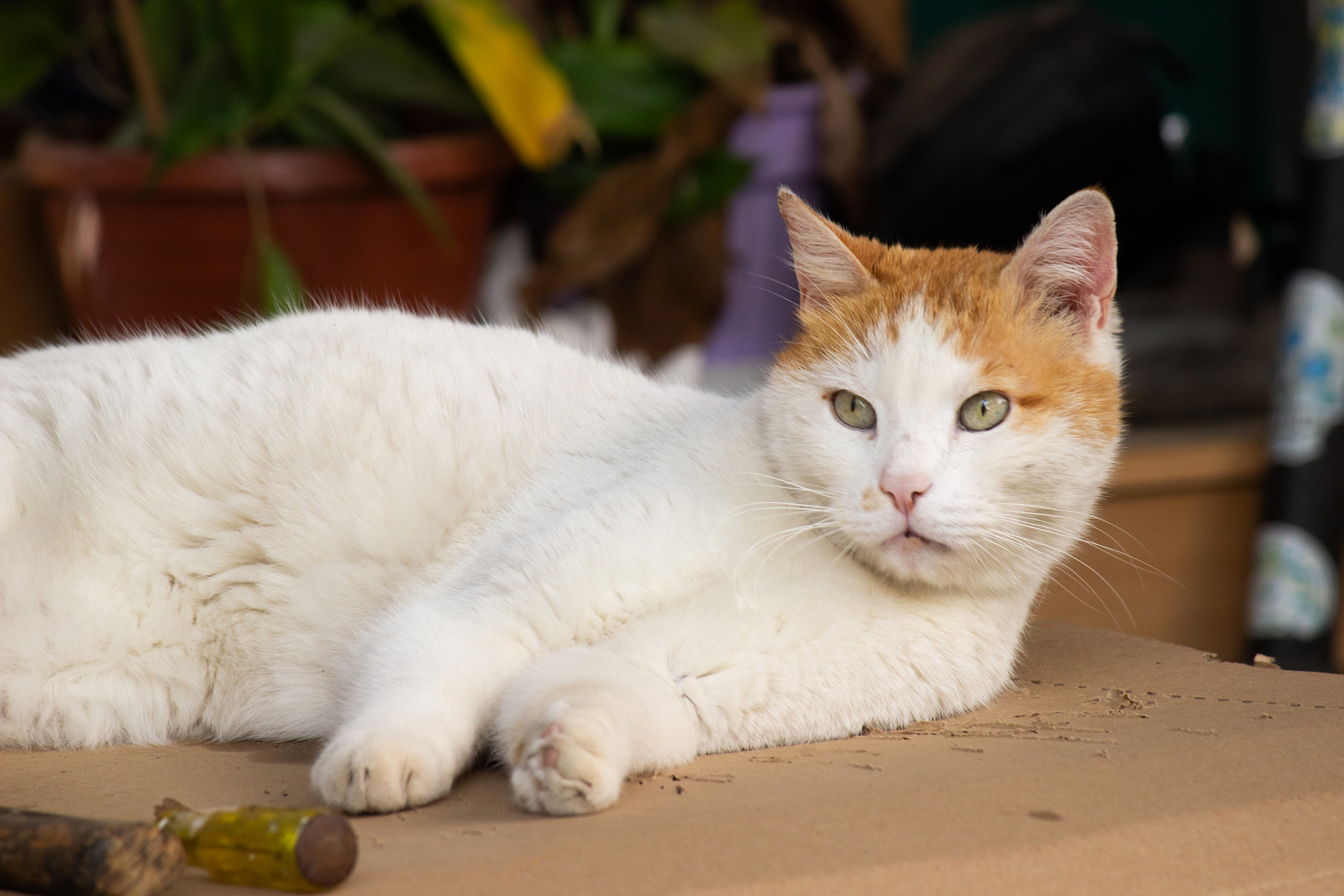 Cat Dozing on Cardboard