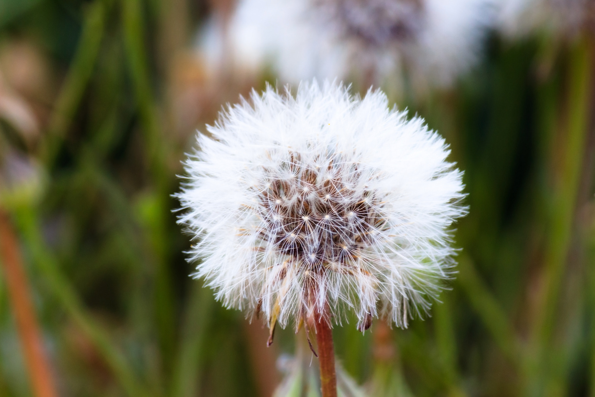 Whispering Seed Halo