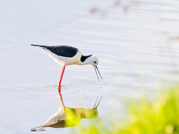 Djandjarak by Paul Amyes on 500px.com