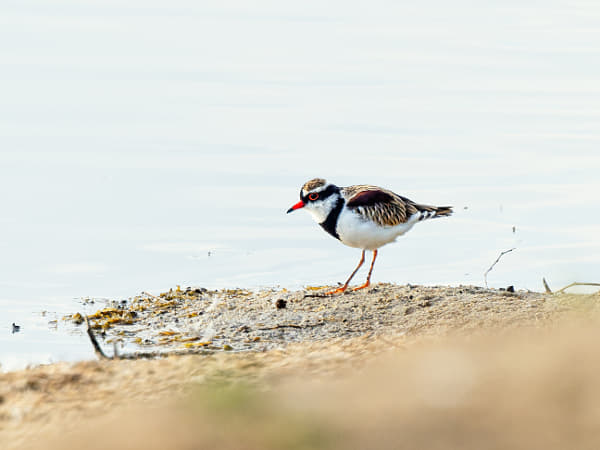 Nidoolyorong by Paul Amyes on 500px.com