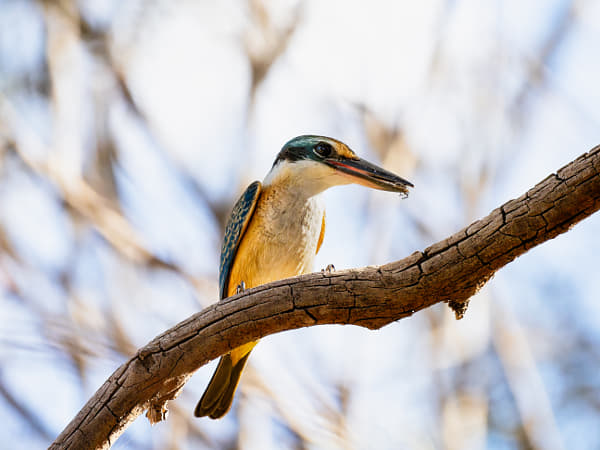 Kanyinak by Paul Amyes on 500px.com