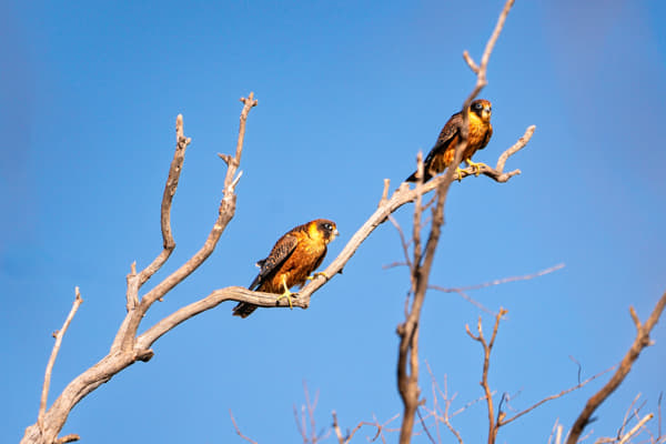 Wowoo by Paul Amyes on 500px.com