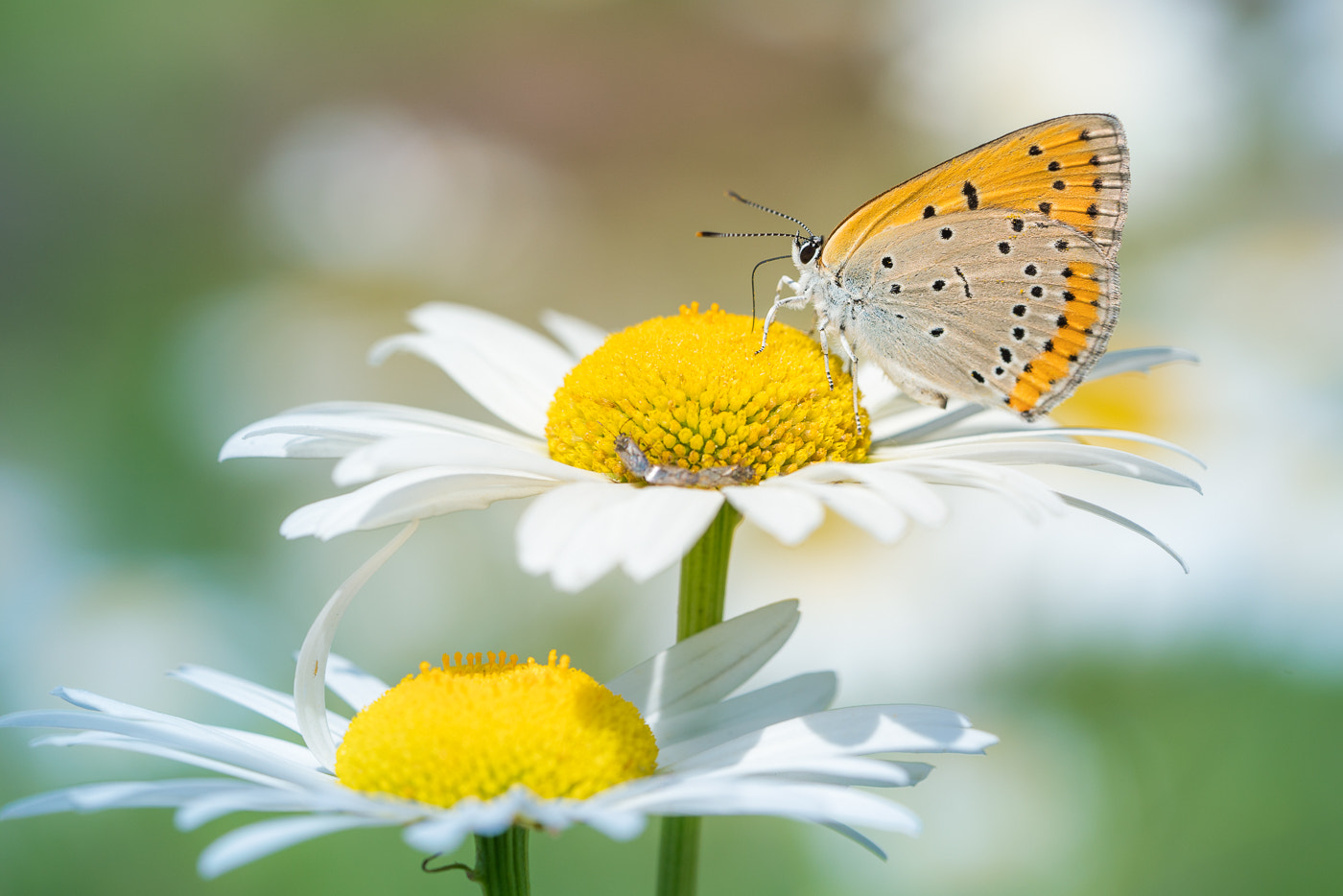 ✿✿✿蝶子ページ✿✿✿ Butterfly on Daisy Representing Delicacy and Natural Harmony