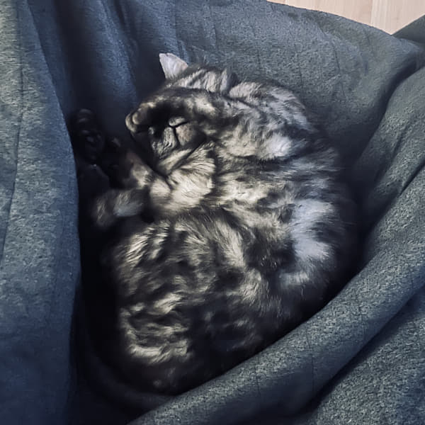 Sleepy Jimmy by -drik S. on 500px.com