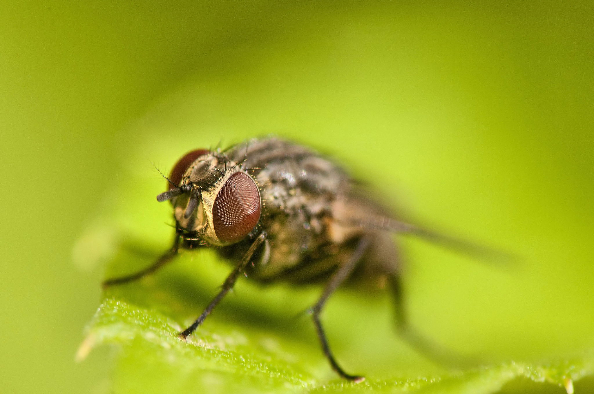 Tiny Fly Magnified Reveals Intricate Life and Detail | nature photo by ...