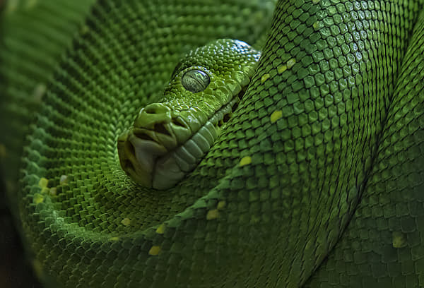 Coiled Green Snake Resting in Jungle Revealing Serenity and Hidden ...