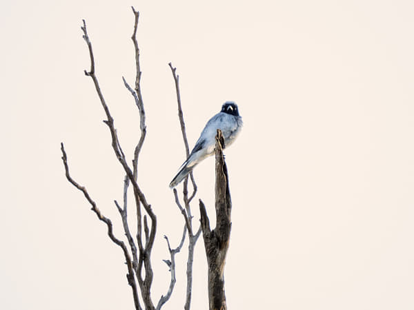 Noolarko by Paul Amyes on 500px.com