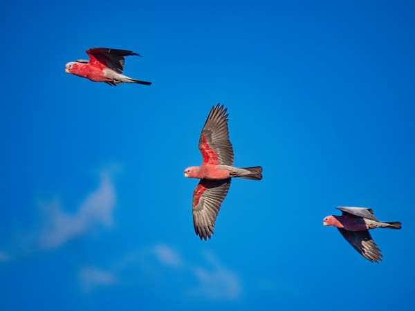 Djakal-ngakal by Paul Amyes on 500px.com