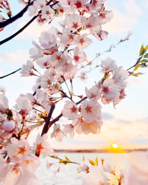 Cherry Blossom by Melek Derman on 500px.com