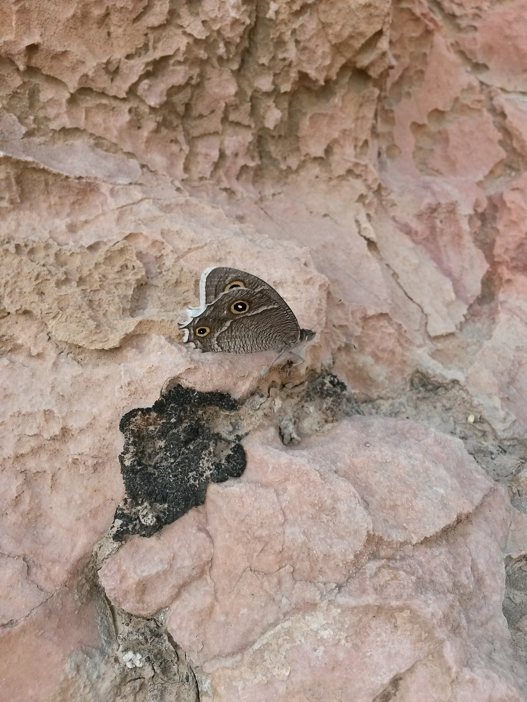 Tiny Butterfly On The Stone