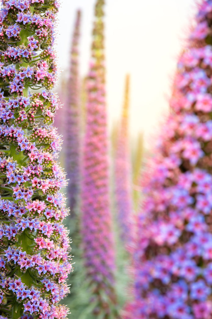 Autumnal Mountain Serenity | landscape photo by Tobias Ryser | 500px