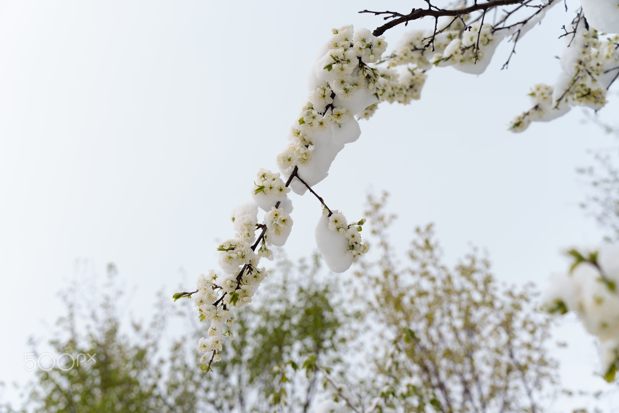 Threat of No Harvest: Spring Frost and Snowfall on Freshly Blooming Trees Endanger Fruit Production