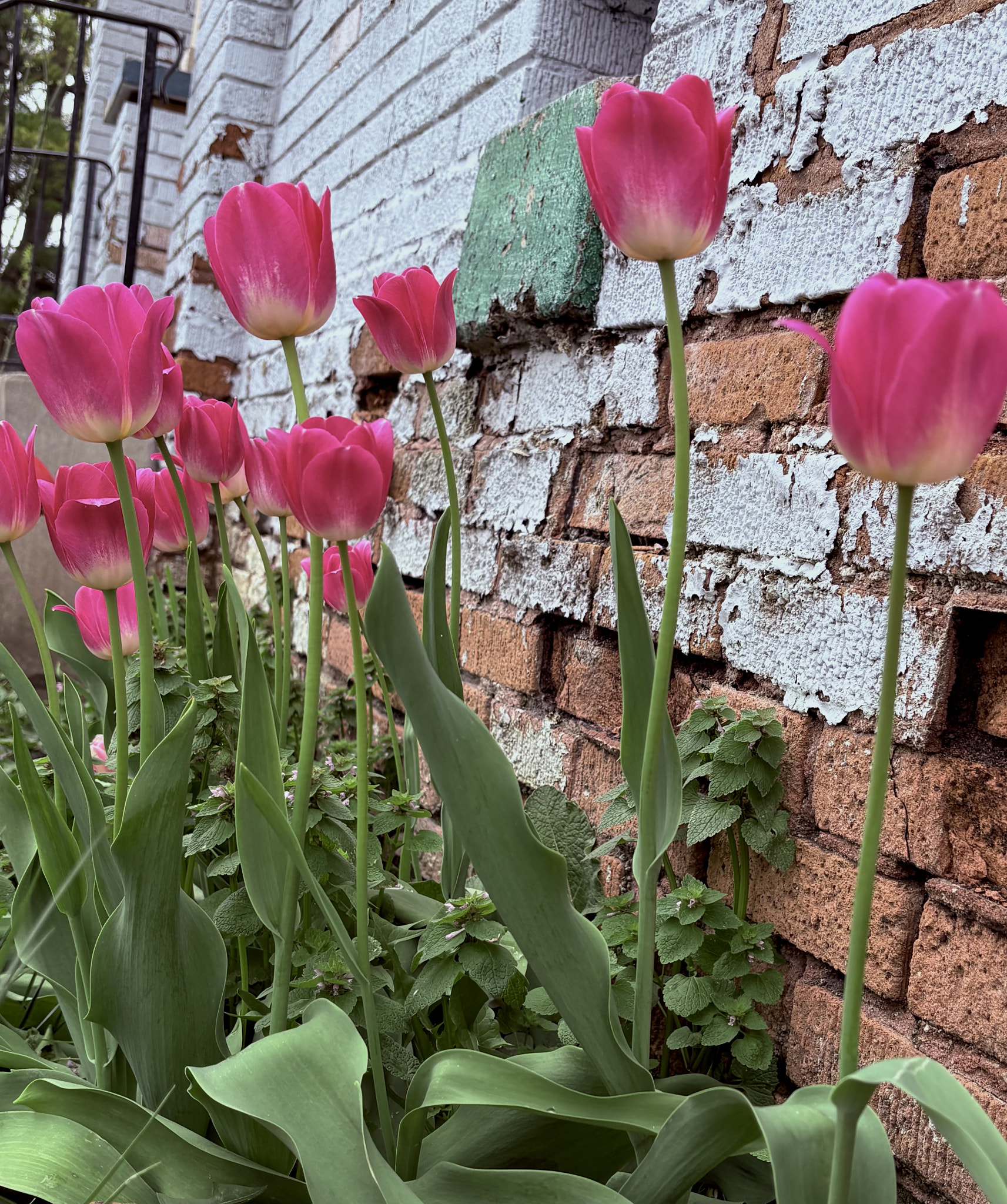 Close up of Wild Urban Tulips