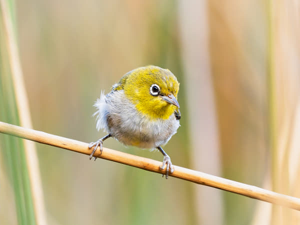 Doolor by Paul Amyes on 500px.com