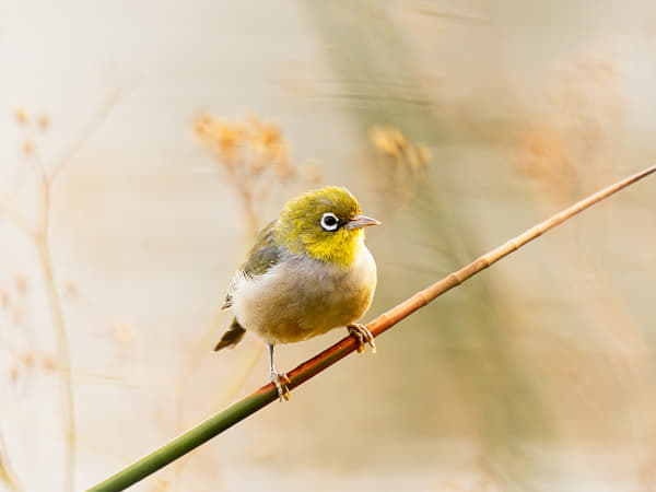 Doolor by Paul Amyes on 500px.com