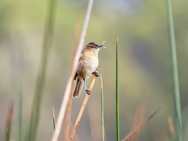 Koordji-koordji by Paul Amyes on 500px.com