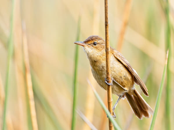 Koordji-koordji by Paul Amyes on 500px.com