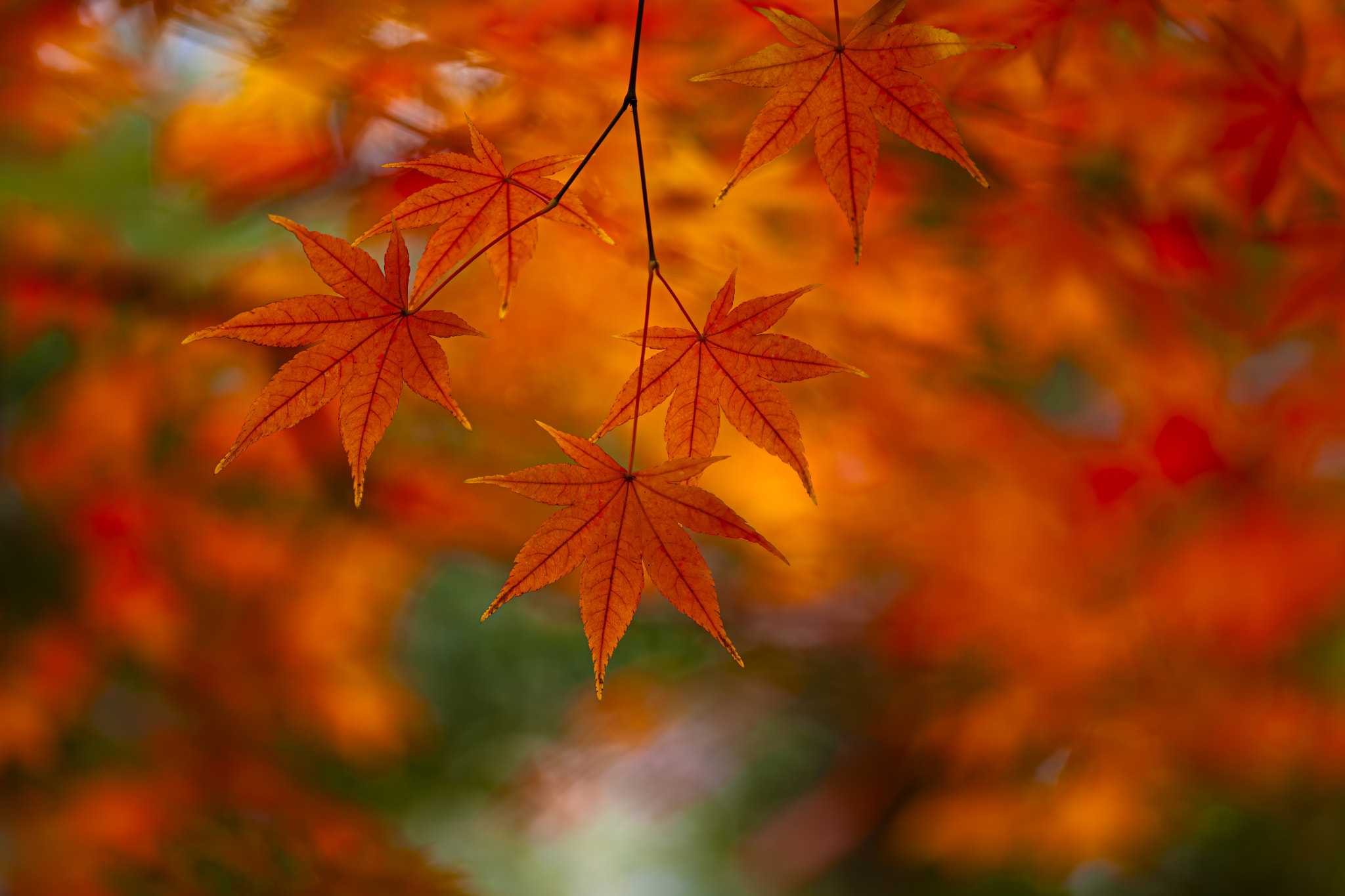 Autumn Leaves Radiating Warmth and Seasonal Transition | nature