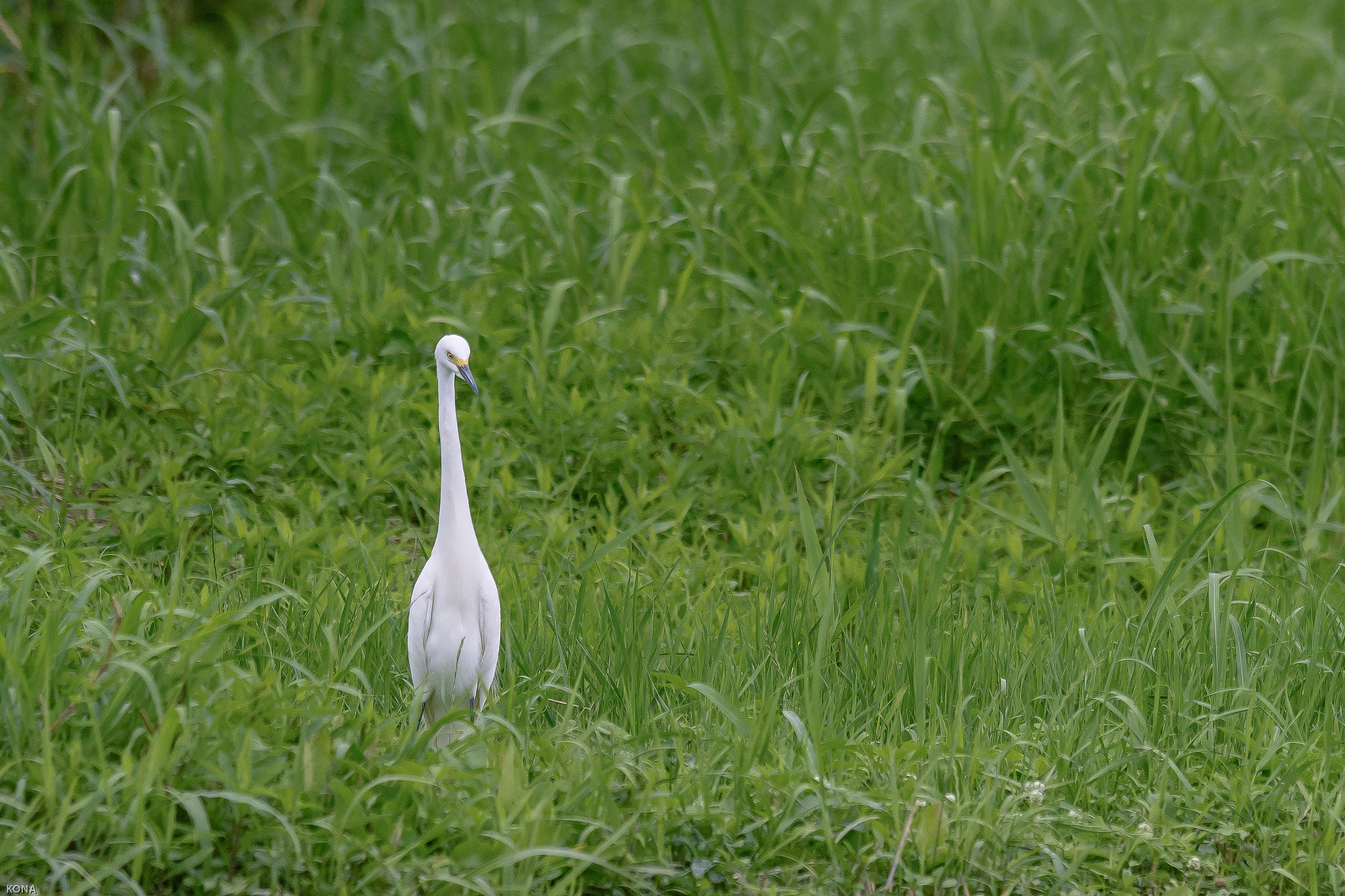 Nikon AF-S Nikkor 400mm F2.8G ED VR II sample photo. Sagi photography