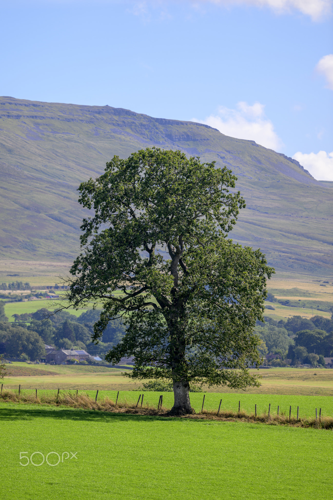Oak tree with textured bark and dense foliage in grassy field wi