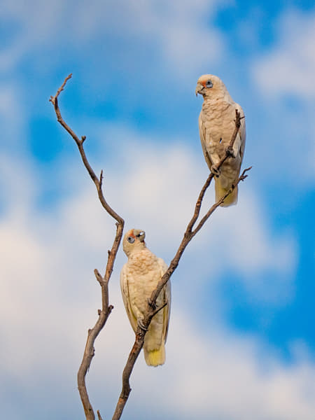 I've Always Looked Up To You by Paul Amyes on 500px.com