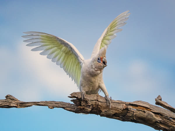 Manatj by Paul Amyes on 500px.com