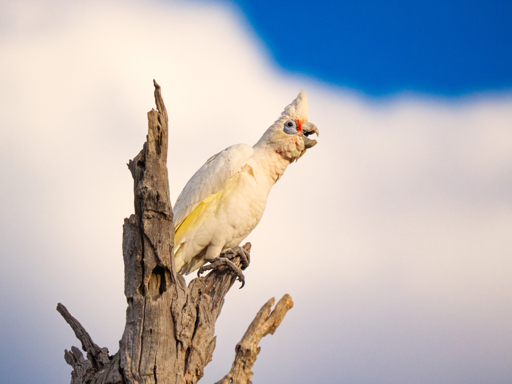 Manatj by Paul Amyes on 500px.com