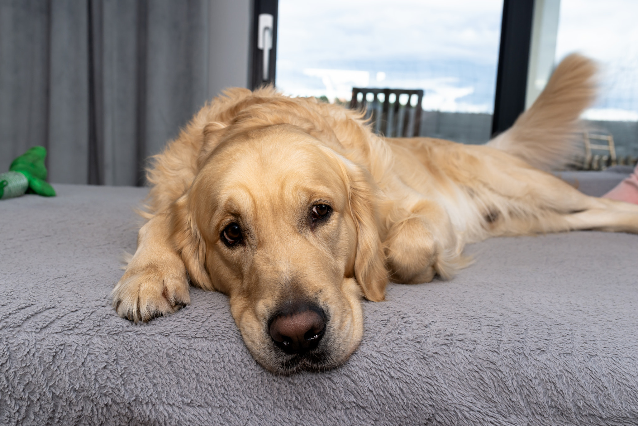 Golden retriever dog resting on a cozy couch relaxing