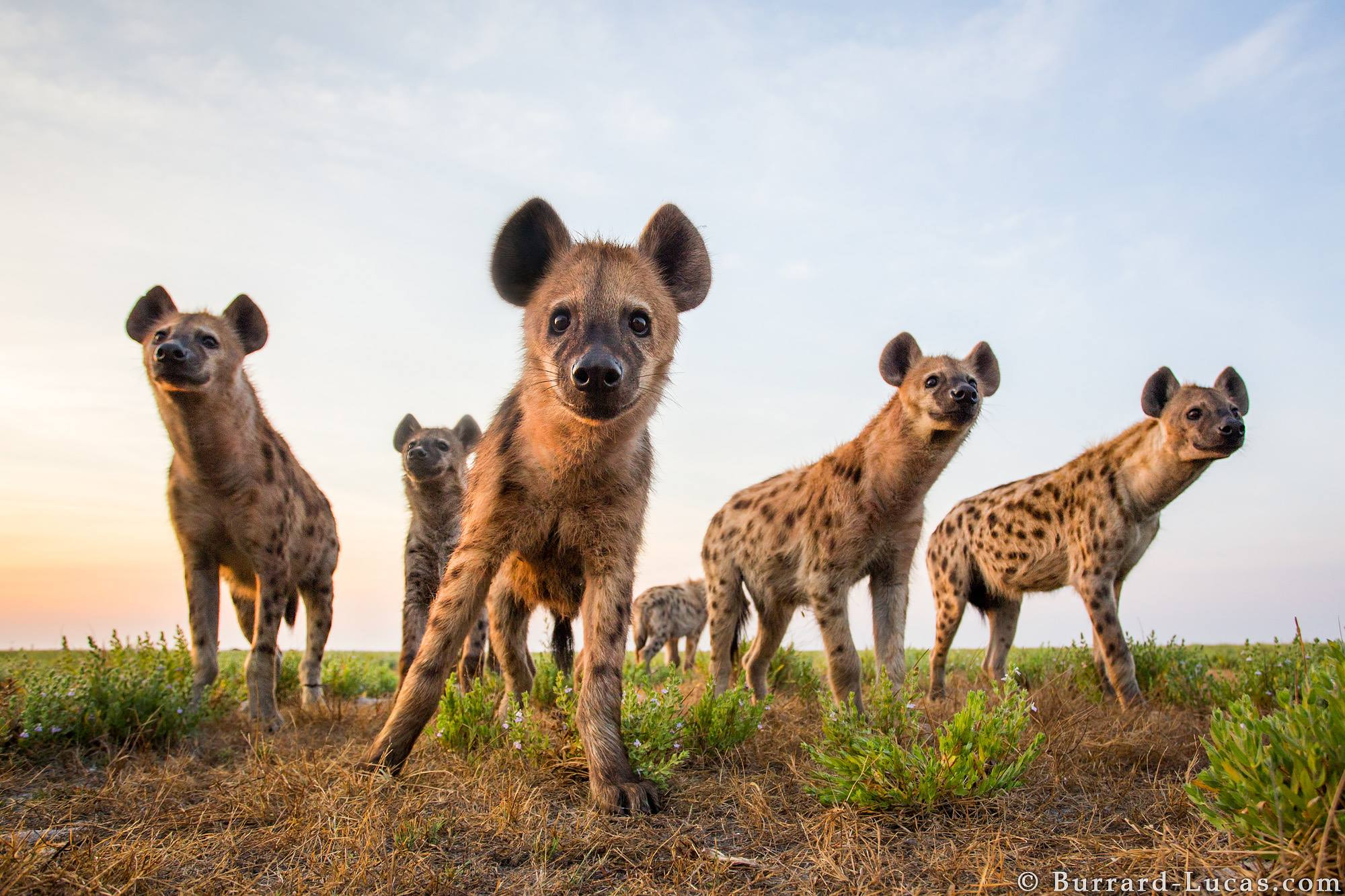 Hyena Clan by Will Burrard-Lucas / 500px