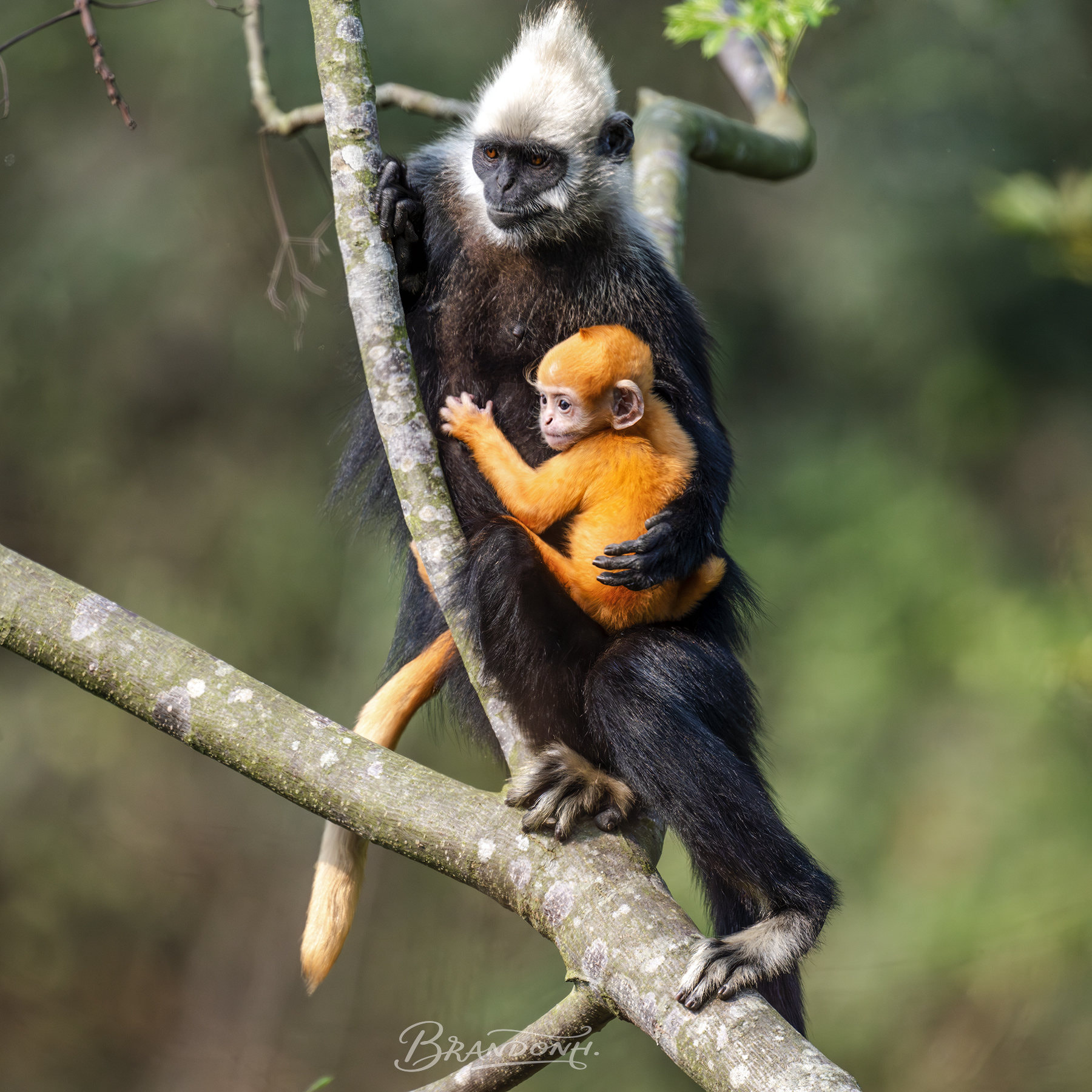 Protective Monkey with Infant Illustrating Nurturing and Connection ...
