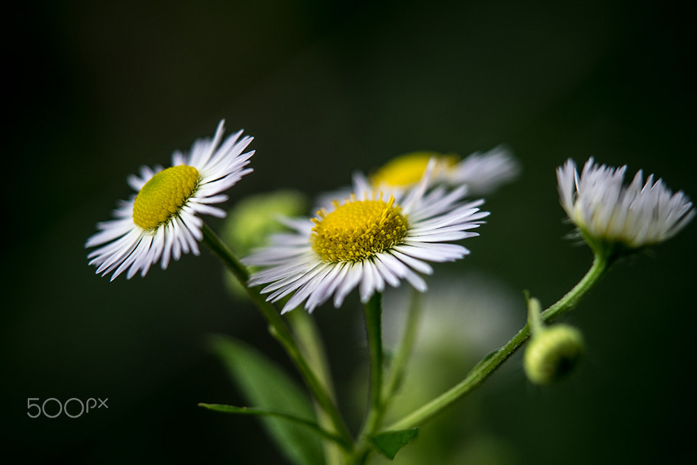 chamomile