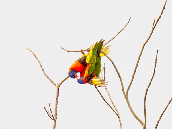 Red-collared Lorikeet, by Paul Amyes on 500px.com