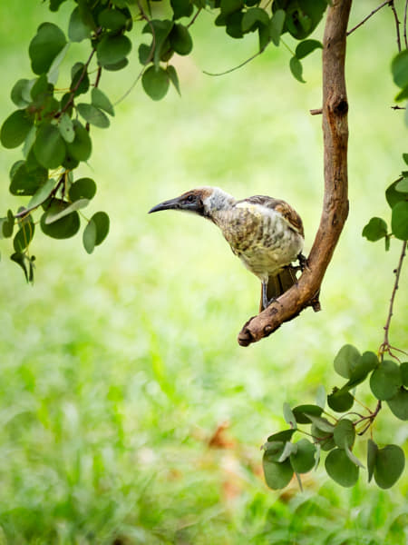 Little Friarbird by Paul Amyes on 500px.com