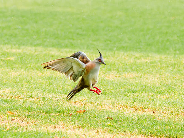 Crested Pigeon by Paul Amyes on 500px.com